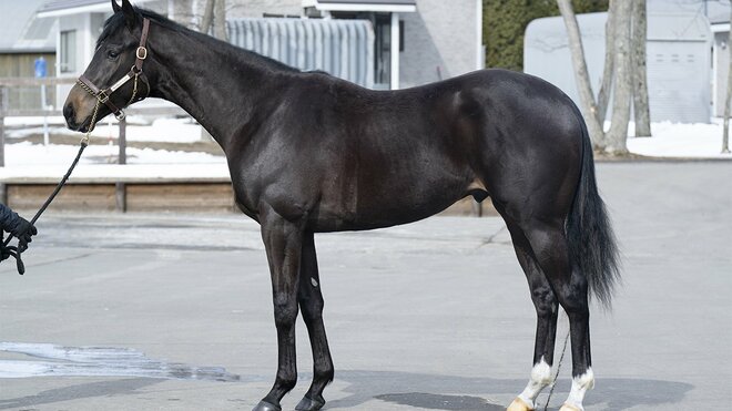 武豊「何度味わっても、この悔しさが減ることはありません」　秋競馬で感じた手応えと重賞2勝への意気込みの画像