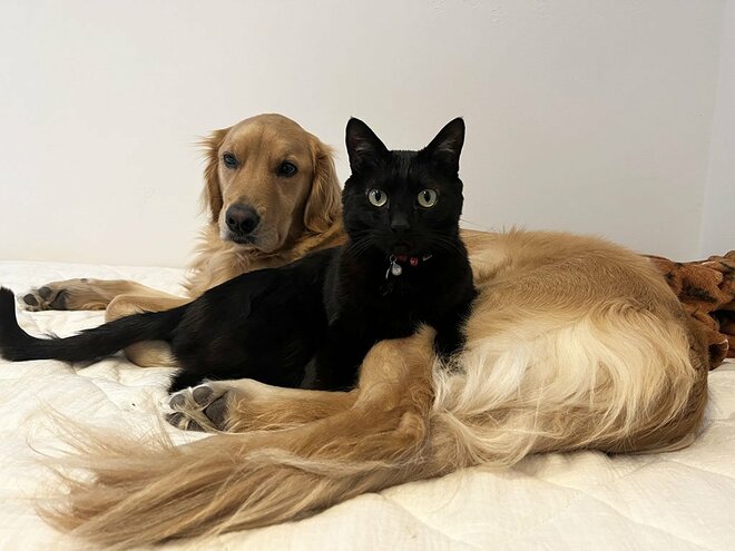黒猫とラブラドール・レトリーバーが座ってくつろいでいる様子（画像はphotoAC）