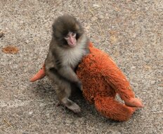 パンチくんのサル山に侵入した外国人配信者が逮捕…市川動物園が語る「撮影の全面禁止」対応への葛藤「あまりに負担が大きい」