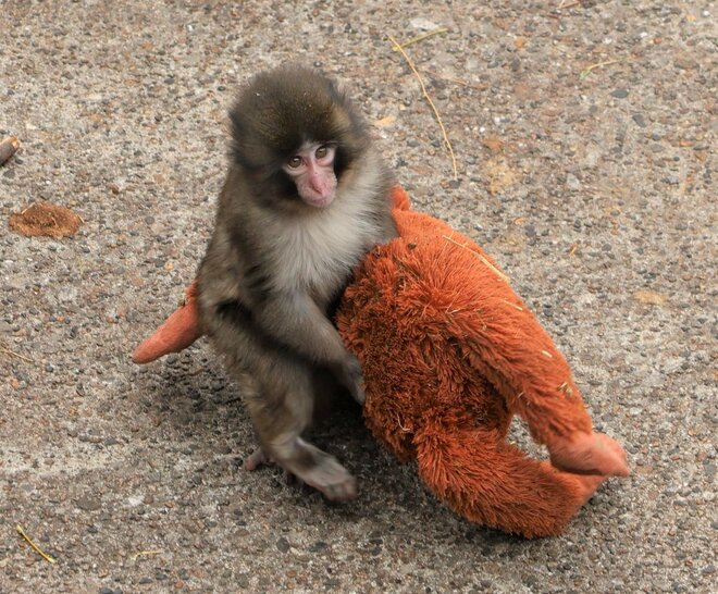 パンチくんのサル山に侵入した外国人配信者が逮捕…市川動物園が語る「撮影の全面禁止」対応への葛藤「あまりに負担が大きい」の画像