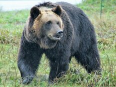 各地でクマの深刻被害が続出中　いざという時のためのクマ撃退『完全マニュアル』