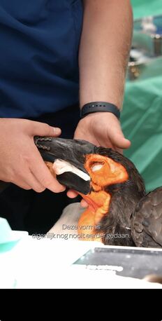 鳥の折れたくちばしが“3Dプリンター”で復活　まるで「ロボ鳥」現地メディアも取り上げた“人工くちばし”の驚きのビジュアル
