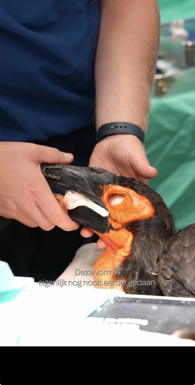 鳥の折れたくちばしが“3Dプリンター”で復活　まるで「ロボ鳥」現地メディアも取り上げた“人工くちばし”の驚きのビジュアルの画像