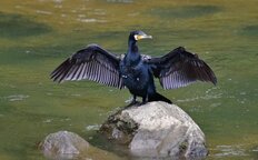 厳島神社が危ない!!日本三景「宮島」に忍び寄る黒い影・カワウの糞が環境を壊す！専門家に“タカも恐れる”「怖さ」を聞いた