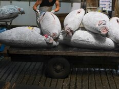 「マグロ遠洋漁業」に若者が殺到中…20代で年収1000万円も夢じゃない仕事の魅力と厳しい現実